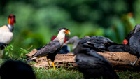 Crested Caracara