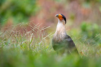 Crested Caracara
