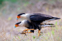 Crested Caracara