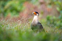 Crested Caracara