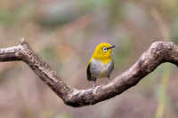 Oriental white eyes