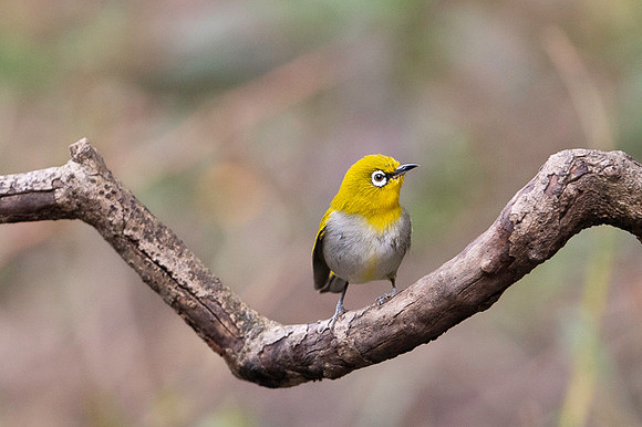 Oriental white eyes