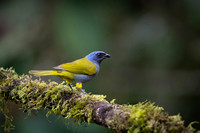 Blue-capped Tanager