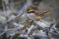 Thorn-tailed Rayadito