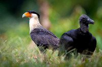 Crested Caracara