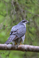 Goshawk