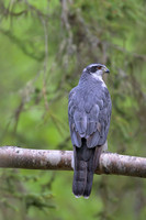 Goshawk