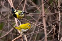 Oriental white eyes