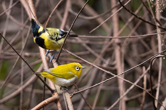 Oriental white eyes