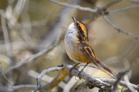 Thorn-tailed Rayadito