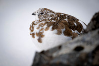 Rock Ptarmigan  Pardwa górska