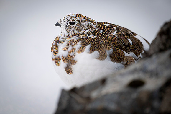 Rock Ptarmigan  Pardwa górska