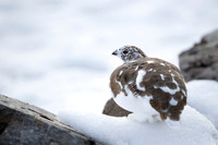 Rock Ptarmigan  Pardwa górska