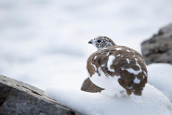 Rock Ptarmigan  Pardwa górska