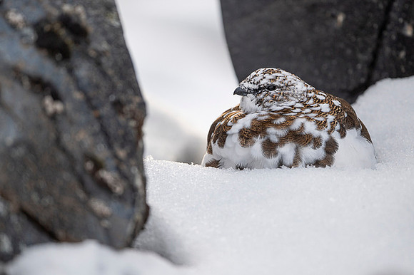 Rock Ptarmigan  Pardwa górska