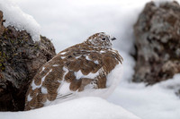 Rock Ptarmigan  Pardwa górska
