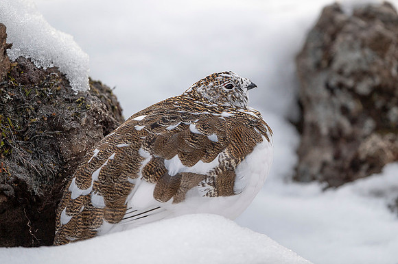 Rock Ptarmigan  Pardwa górska