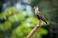 Crested Caracara