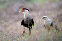 Crested Caracara