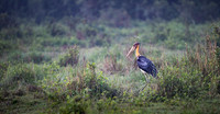 Lesser adjutant stork