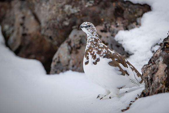 Rock Ptarmigan  Pardwa górska