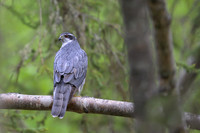 Goshawk