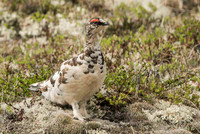 Rock Ptarmigan  Pardwa górska