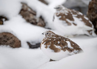 Rock Ptarmigan  Pardwa górska