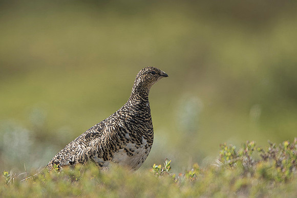Rock Ptarmigan  Pardwa górska