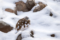 Rock Ptarmigan  Pardwa górska