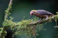 Hoffmann's Woodpecker