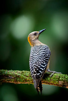 Hoffmann's Woodpecker