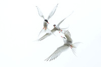 Arctic Tern / Rybitwa popielata