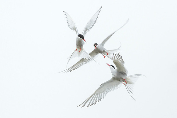 Arctic Tern / Rybitwa popielata