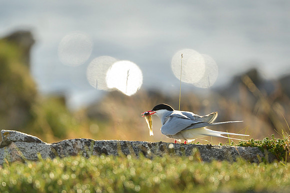 Arctic Tern / Rybitwa popielata