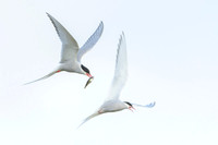 Arctic Tern / Rybitwa popielata