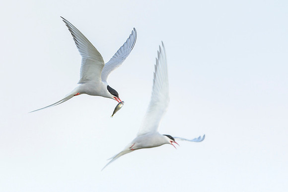 Arctic Tern / Rybitwa popielata