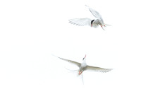 Arctic Tern / Rybitwa popielata