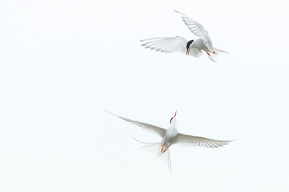 Arctic Tern / Rybitwa popielata