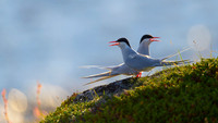 Arctic Tern / Rybitwa popielata