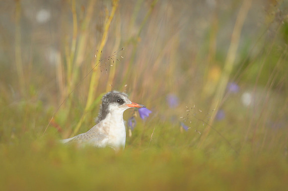 Arctic Tern / Rybitwa popielata