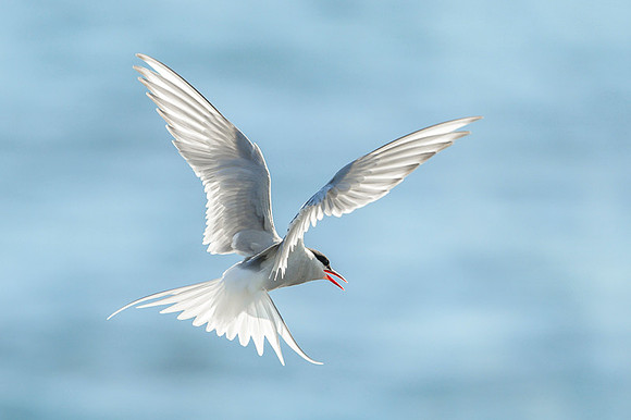 Arctic Tern / Rybitwa popielata