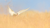 Arctic Tern / Rybitwa popielata