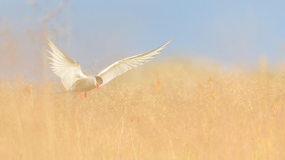 Arctic Tern / Rybitwa popielata
