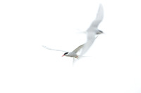 Arctic Tern / Rybitwa popielata