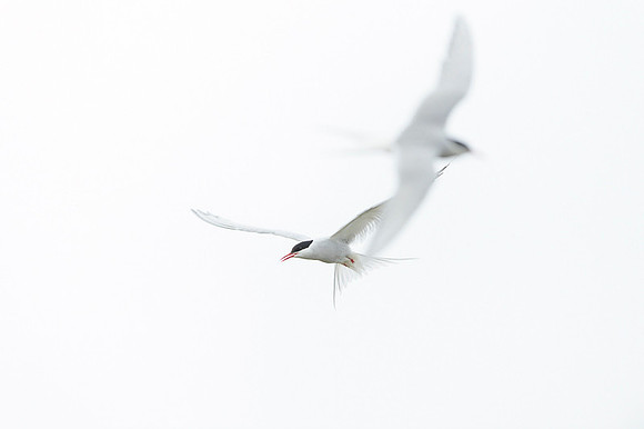 Arctic Tern / Rybitwa popielata