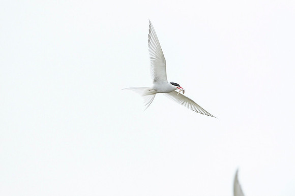 Arctic Tern / Rybitwa popielata