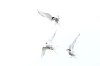 Arctic Tern / Rybitwa popielata