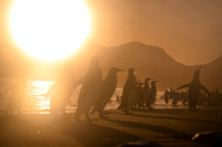 King Penguin