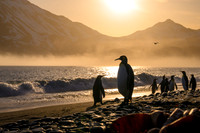 King Penguin
